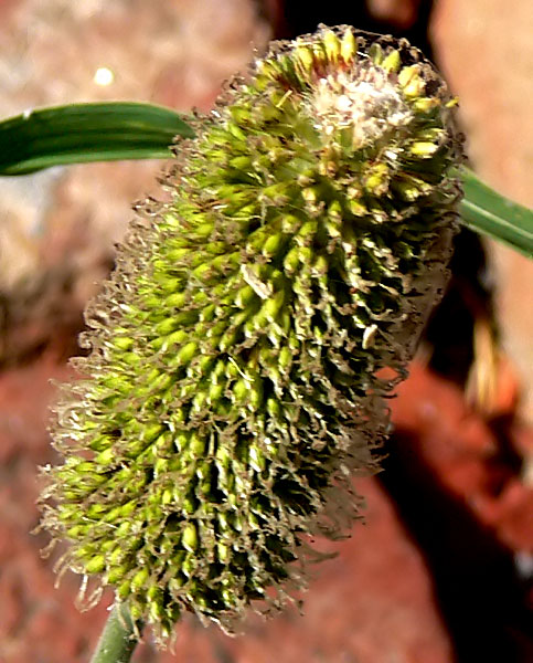 Cenchrus americanus (Introduced) eFlora of India